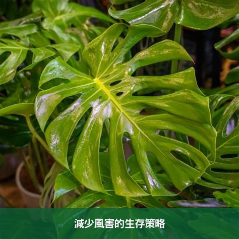 龜背芋 葉子垂|龜背芋垂垂的？解決方案與精緻護理技巧全攻略 – 植物盆栽綠寶典